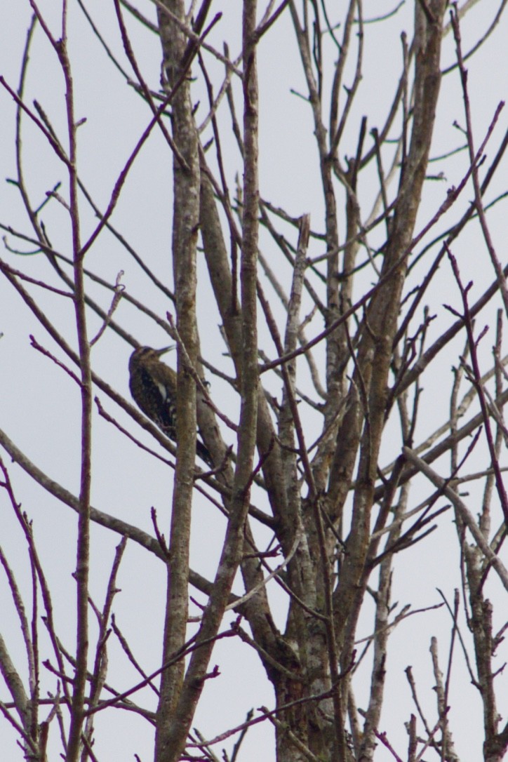 Yellow-bellied Sapsucker - ML385846441