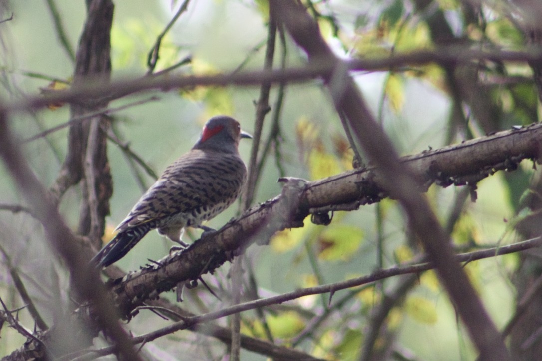 Northern Flicker - ML385846511