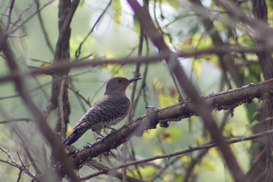 Northern Flicker - ML385846521