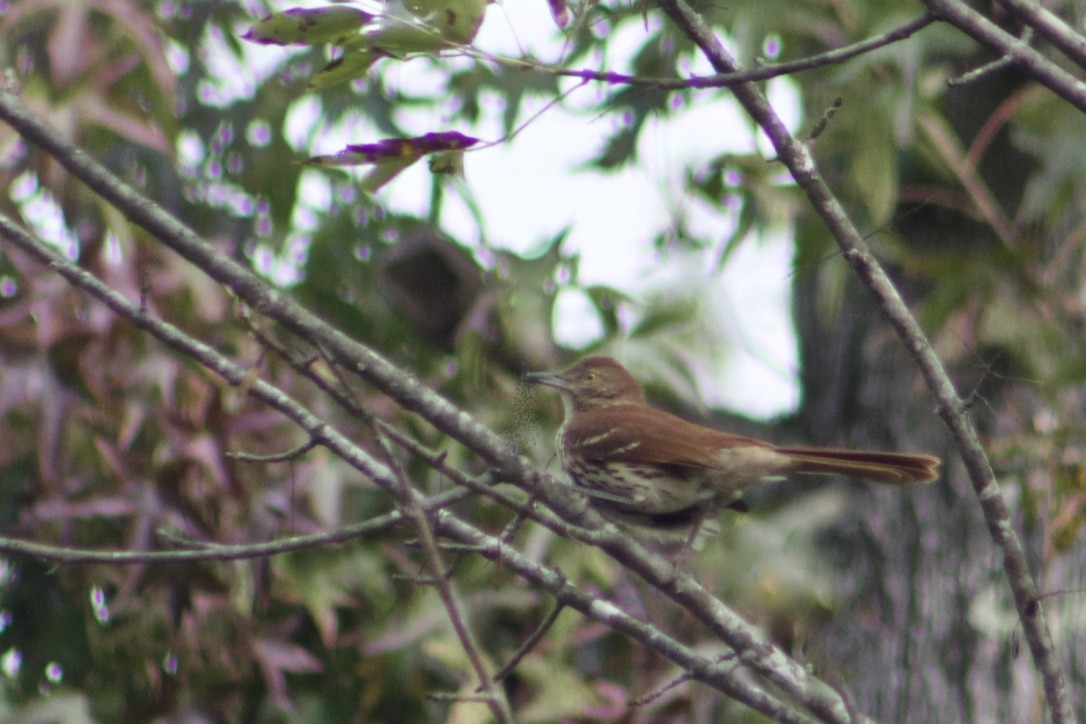 Brown Thrasher - ML385846731