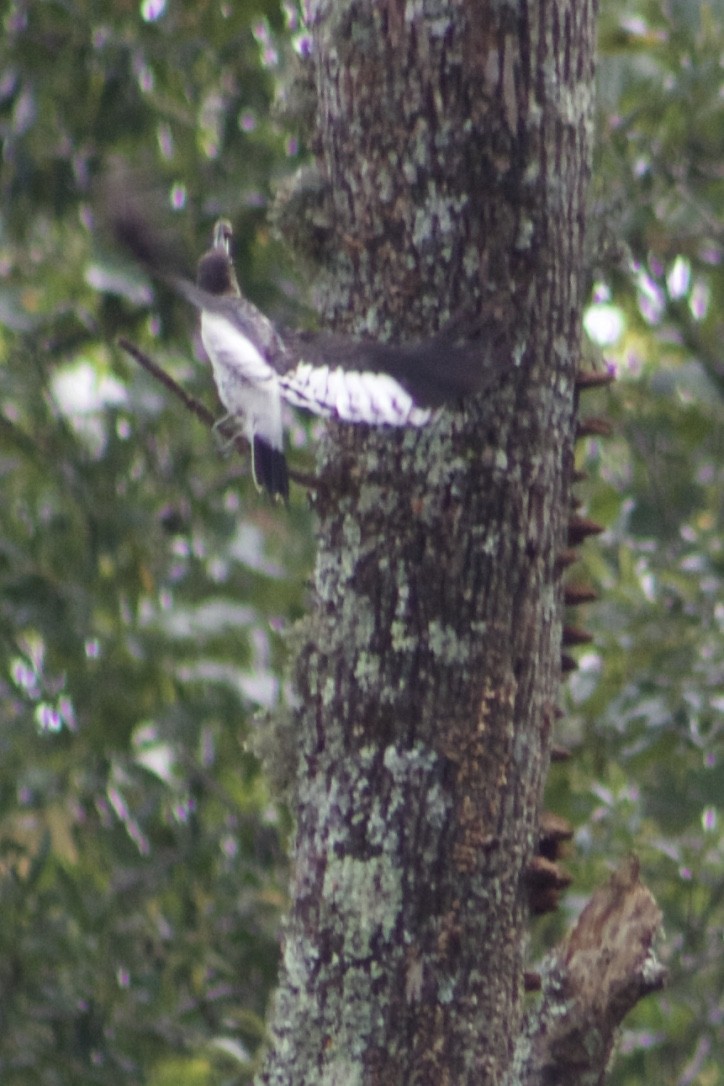 Red-headed Woodpecker - ML385846811