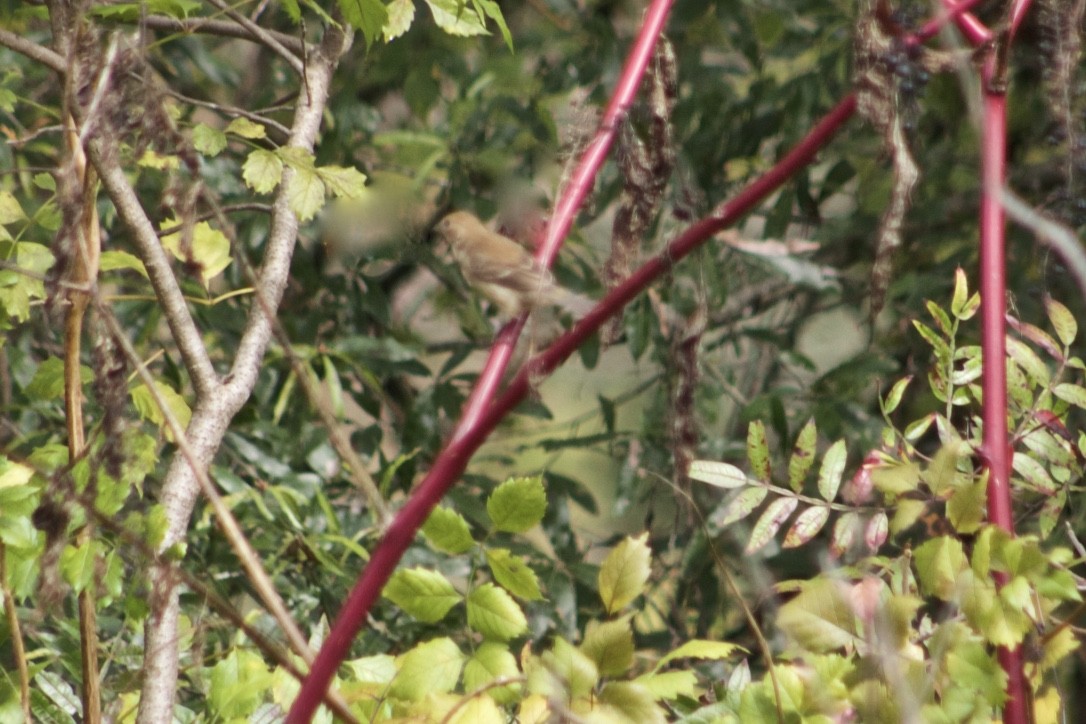 Blue Grosbeak - ML385846921