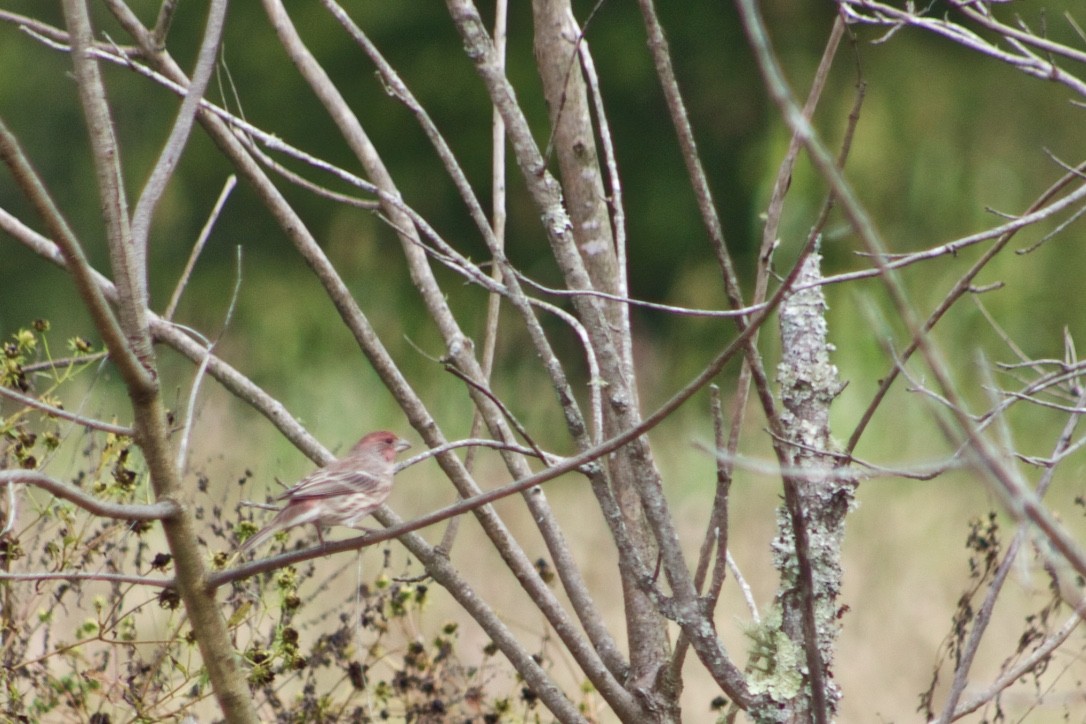 House Finch - JoAnn Dalley