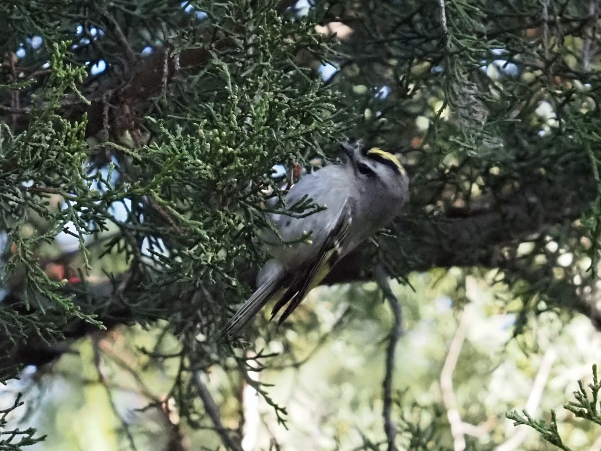 Golden-crowned Kinglet - ML385847041