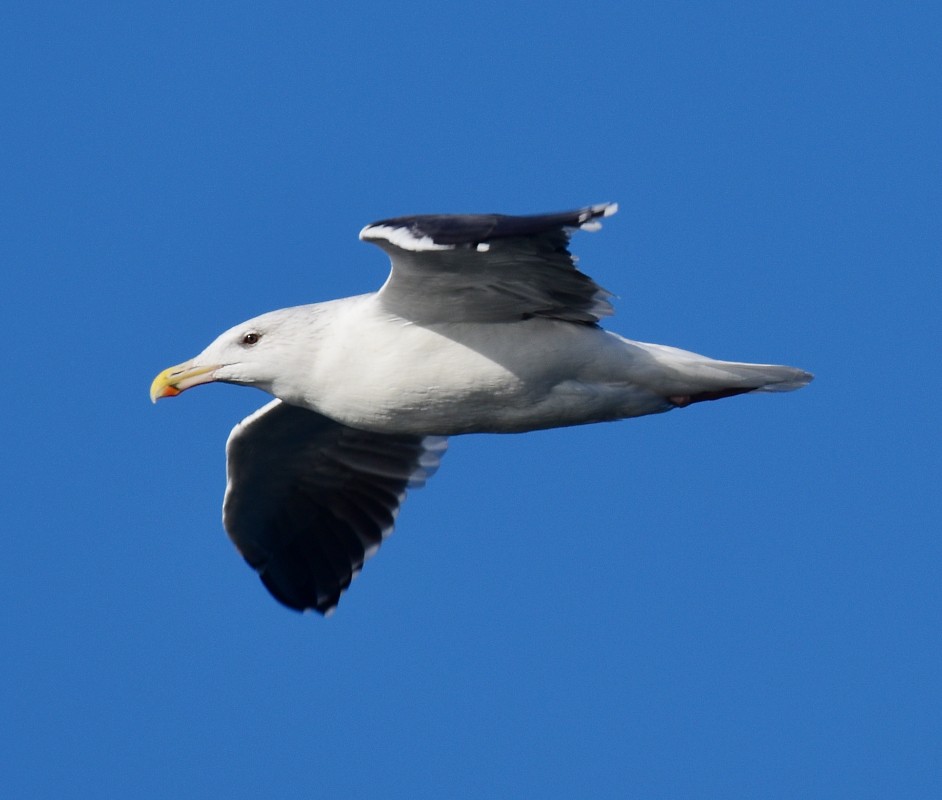 Great Black-backed Gull - Regis Fortin
