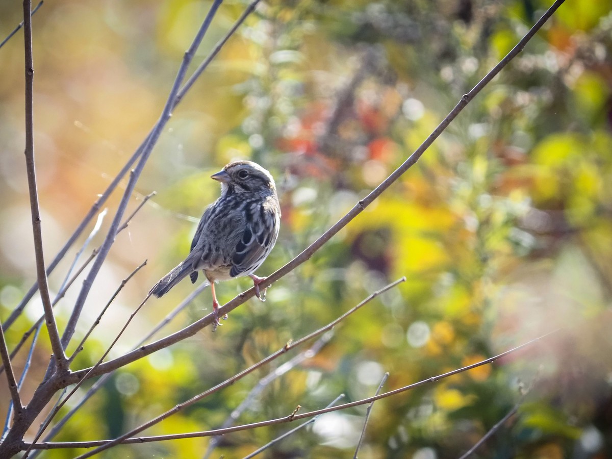 Swamp Sparrow - ML385847261
