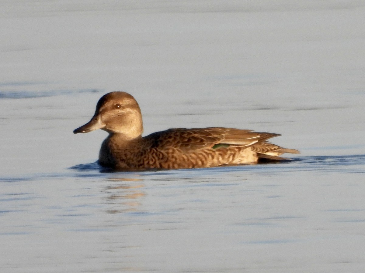 Green-winged Teal - ML385848281