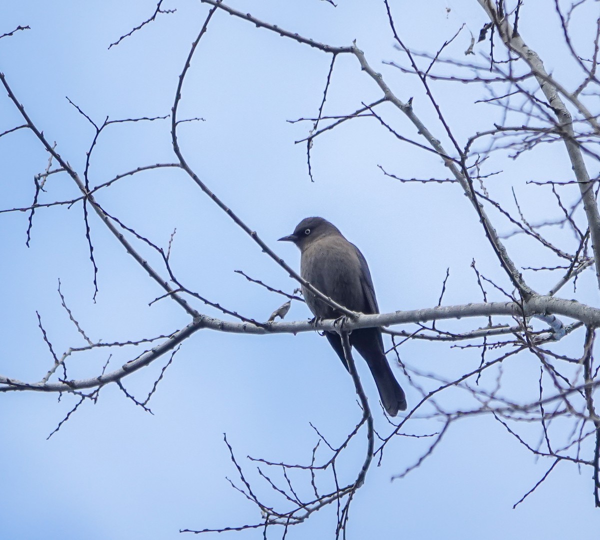 Rusty Blackbird - ML385849041