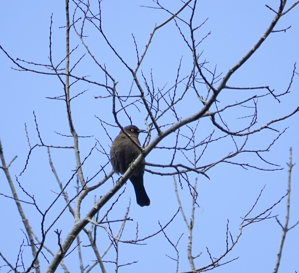 Rusty Blackbird - ML385849091