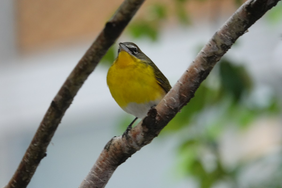 Yellow-breasted Chat - ML385849781