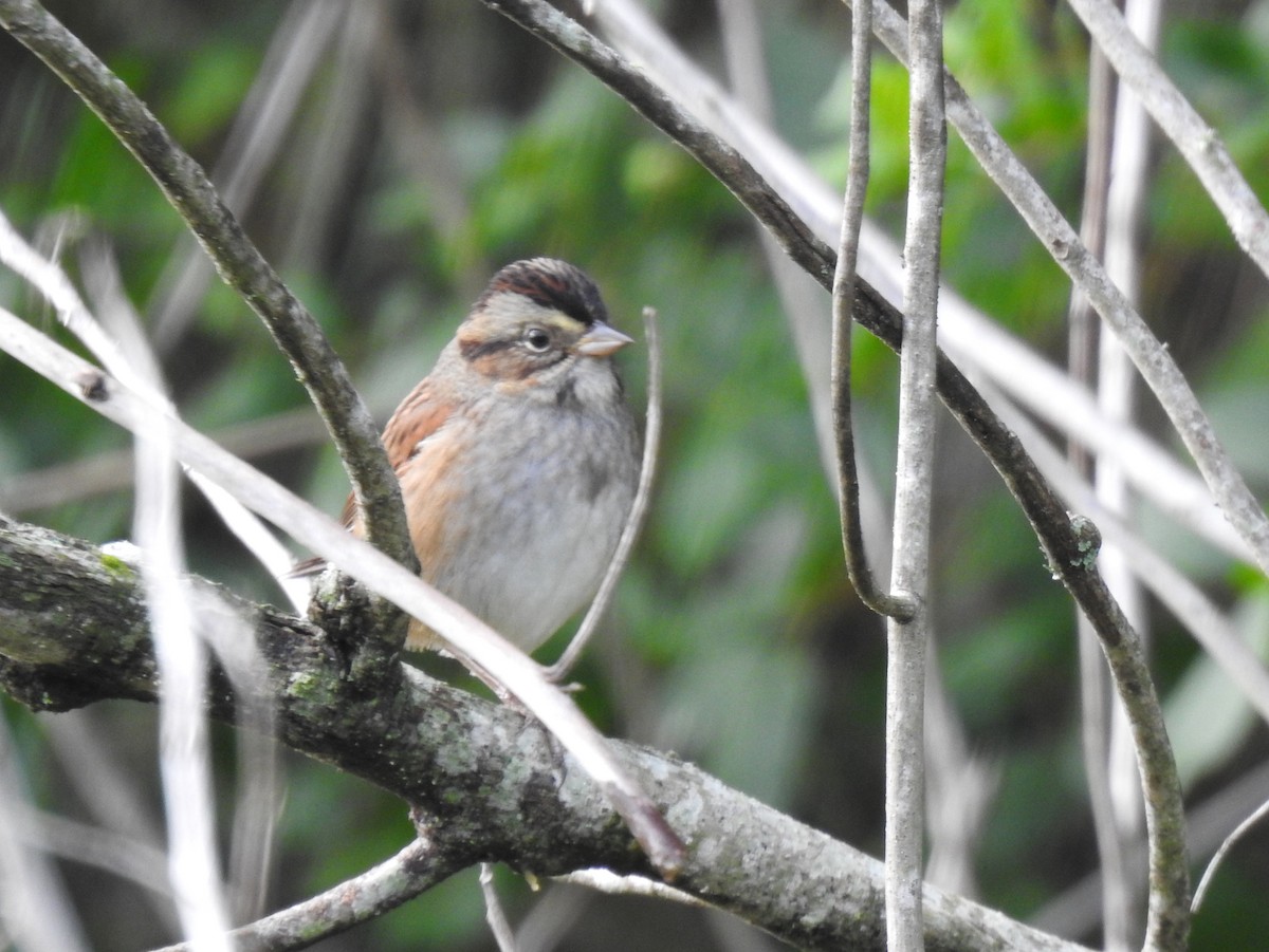 Swamp Sparrow - ML385851041