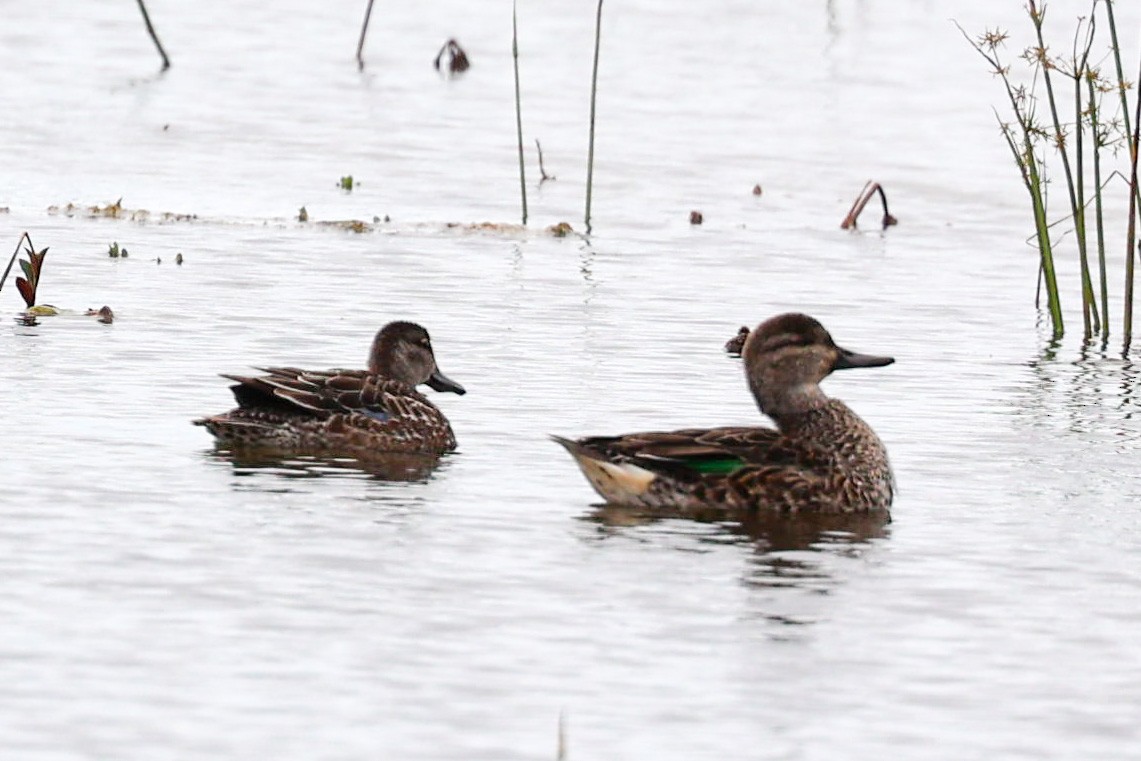 Green-winged Teal - ML385852241