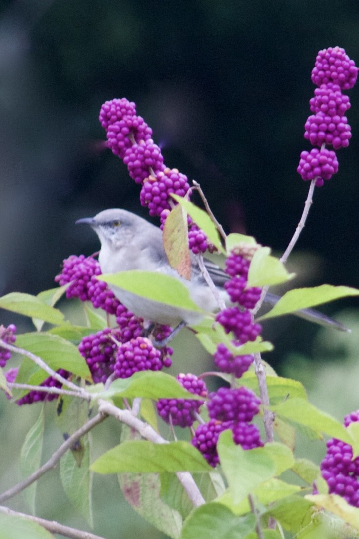 Northern Mockingbird - ML385852761