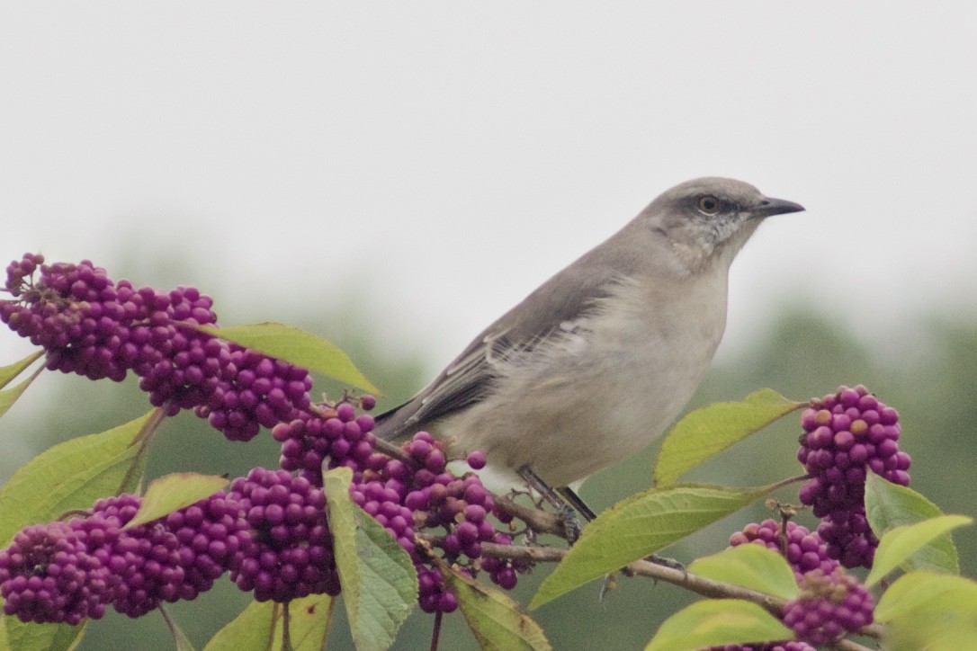 Northern Mockingbird - ML385852771