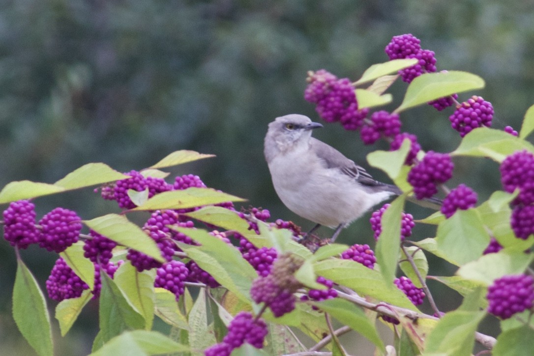 Northern Mockingbird - ML385852781