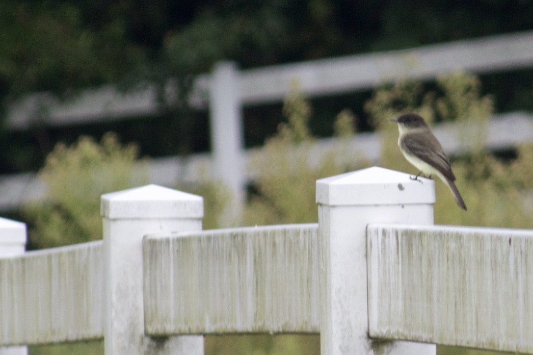 Eastern Phoebe - ML385852841