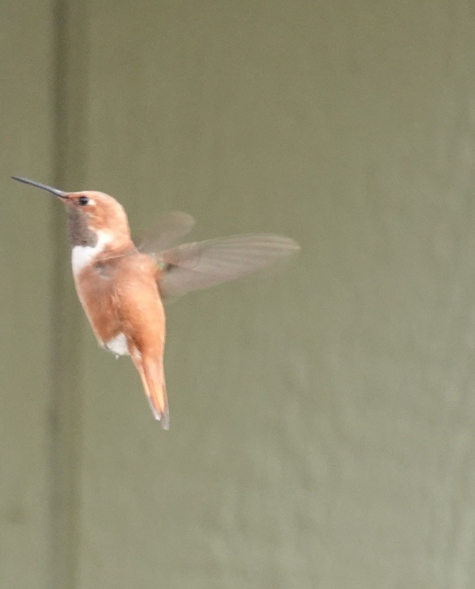 Colibrí Rufo - ML385853121