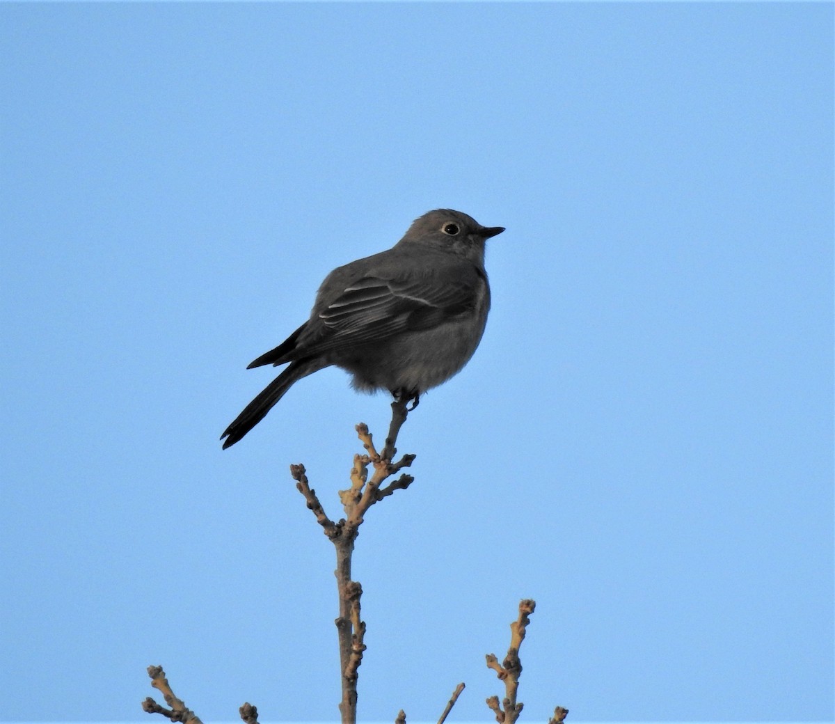 Townsend's Solitaire - ML385853741