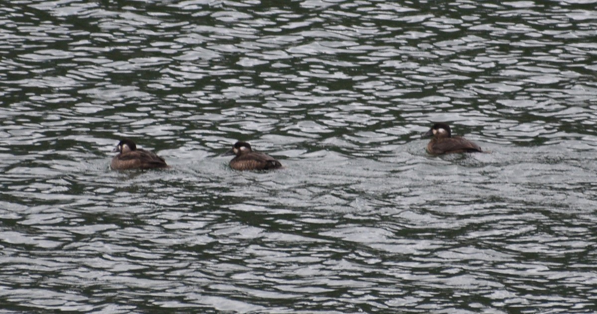 Surf Scoter - Harrison Allen