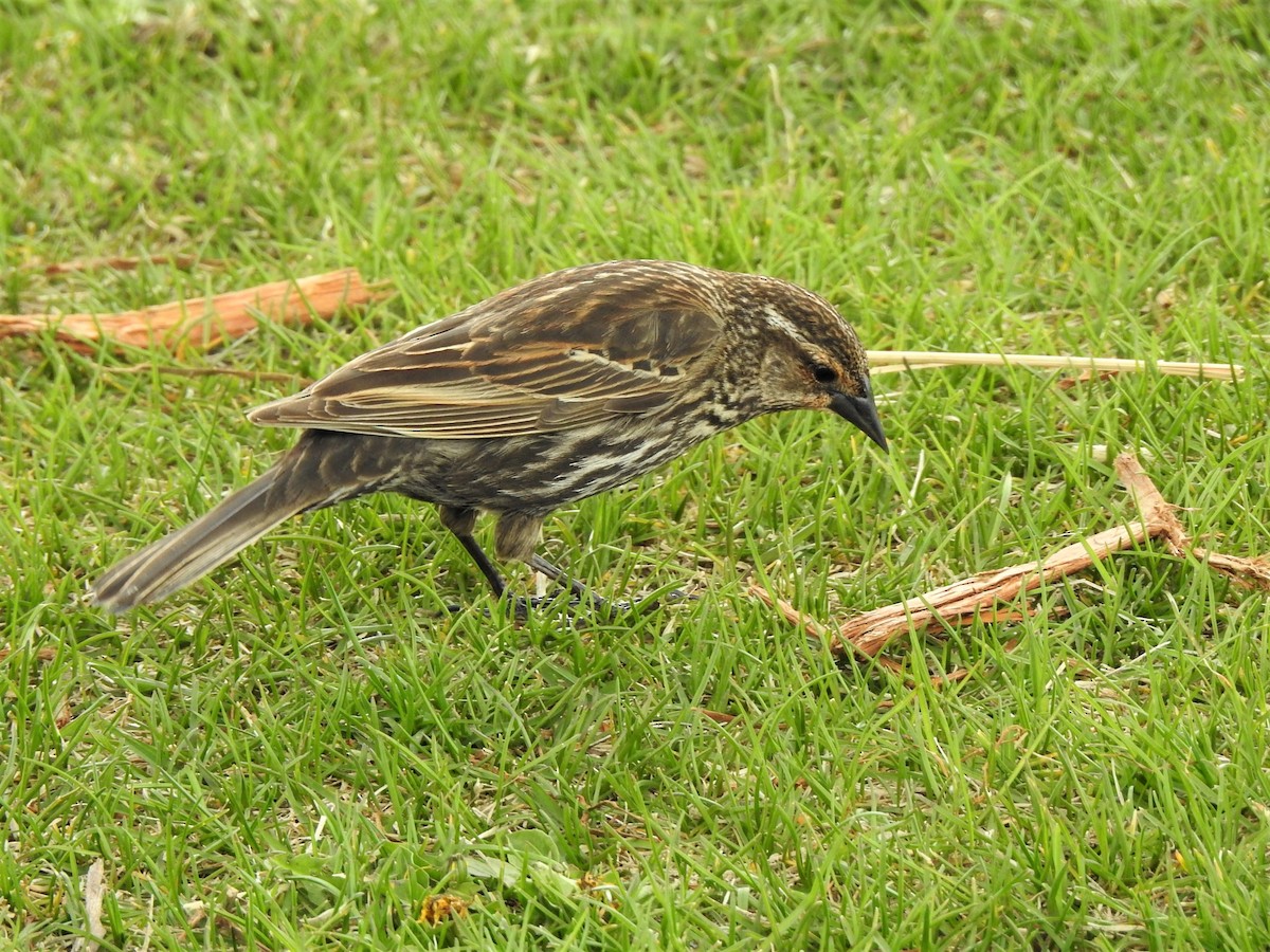 Red-winged Blackbird - ML385854871