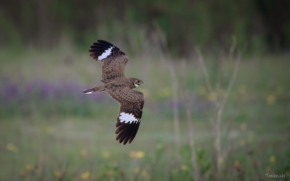 Nacunda Nighthawk - Carlos Maure