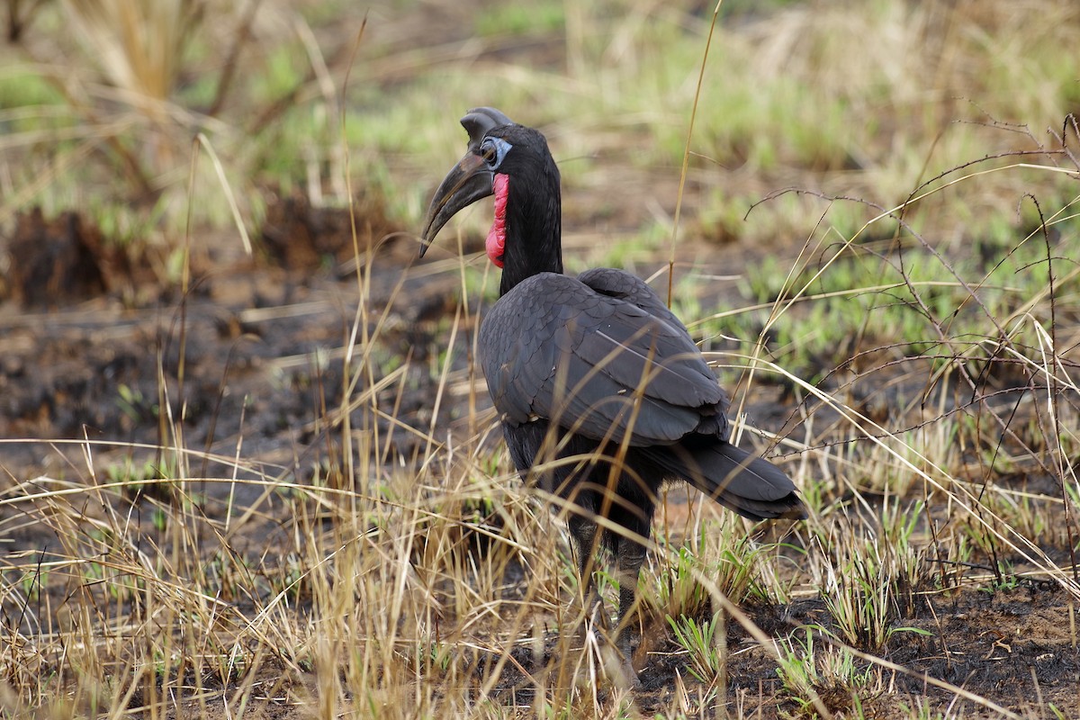 Abyssinian Ground-Hornbill - ML385856711