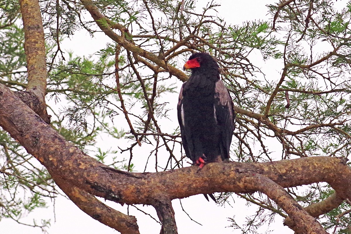 Bateleur des savanes - ML385857781