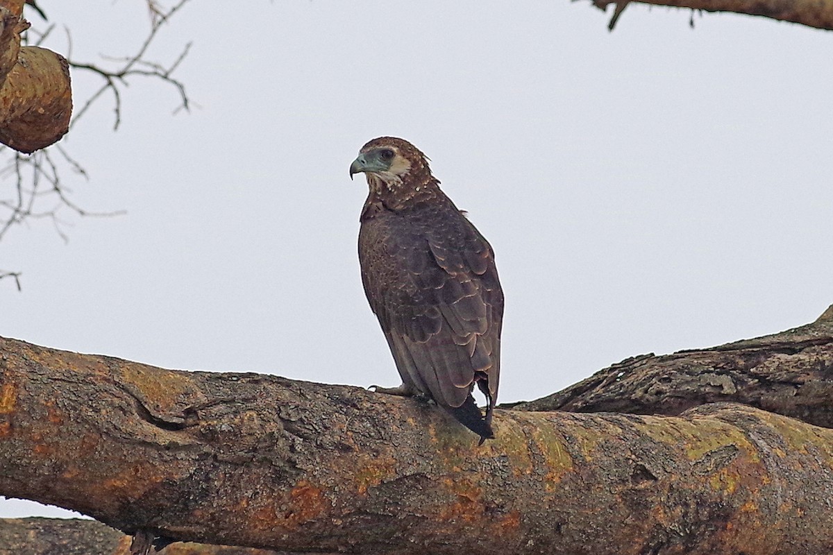 Águila Volatinera - ML385857801