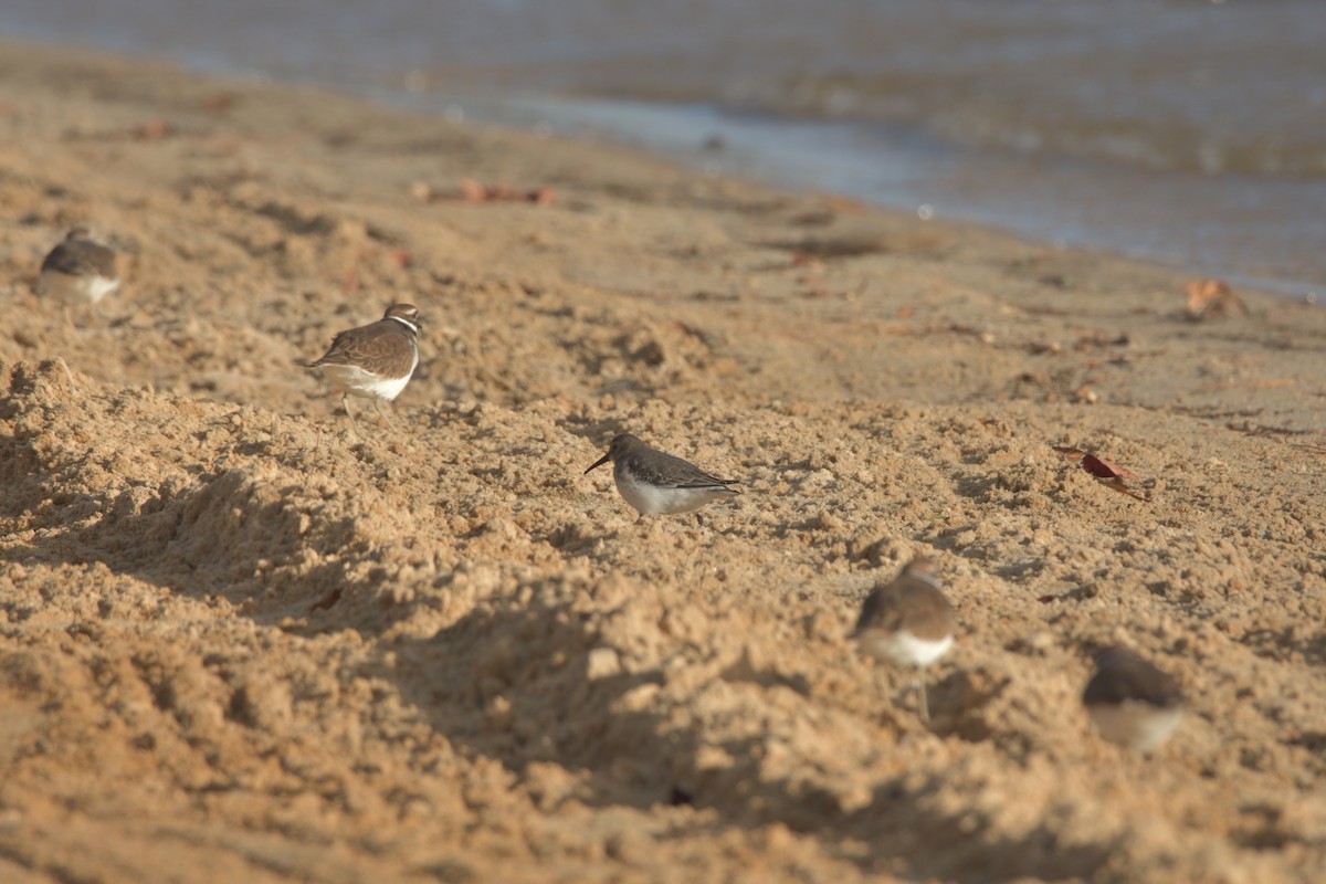 Dunlin - ML385860631