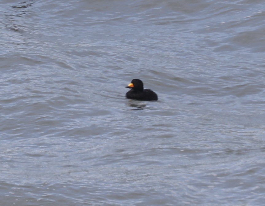 Black Scoter - larry nigro