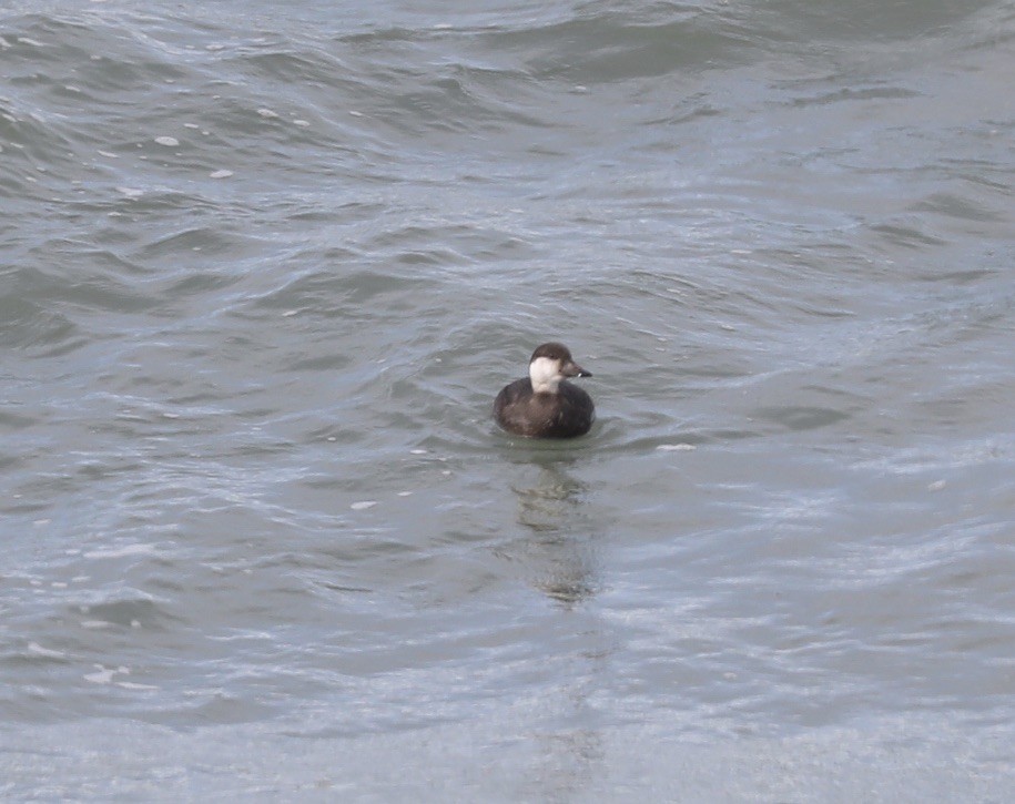 amerikasvartand - ML385860751