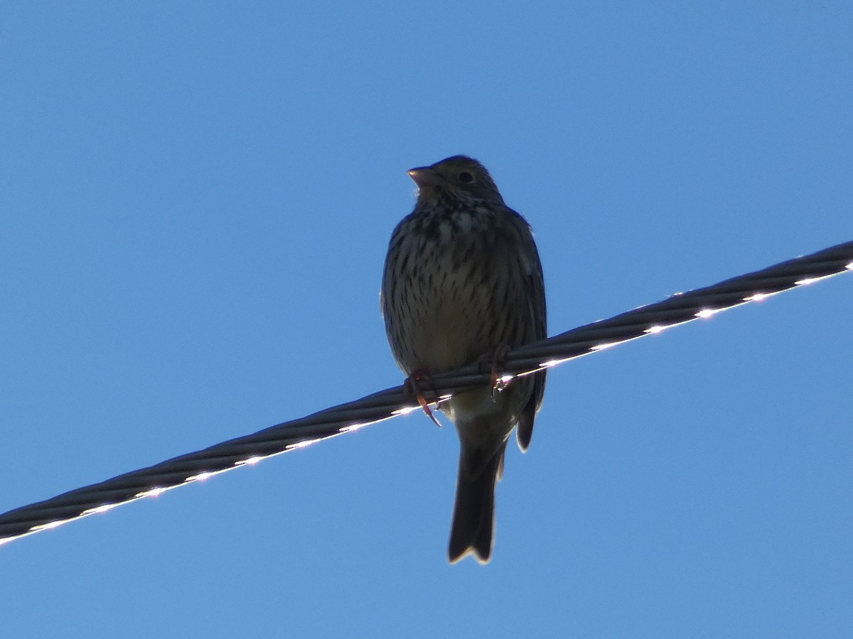 Corn Bunting - ML385860931