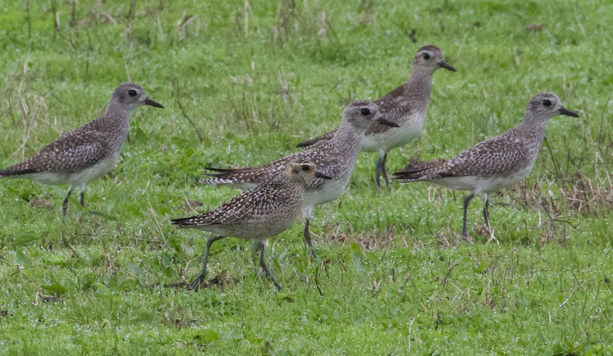 Chorlito Dorado Siberiano - ML385861031