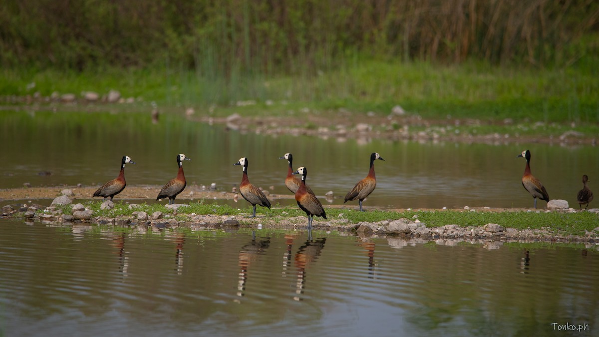 White-faced Whistling-Duck - Carlos Maure