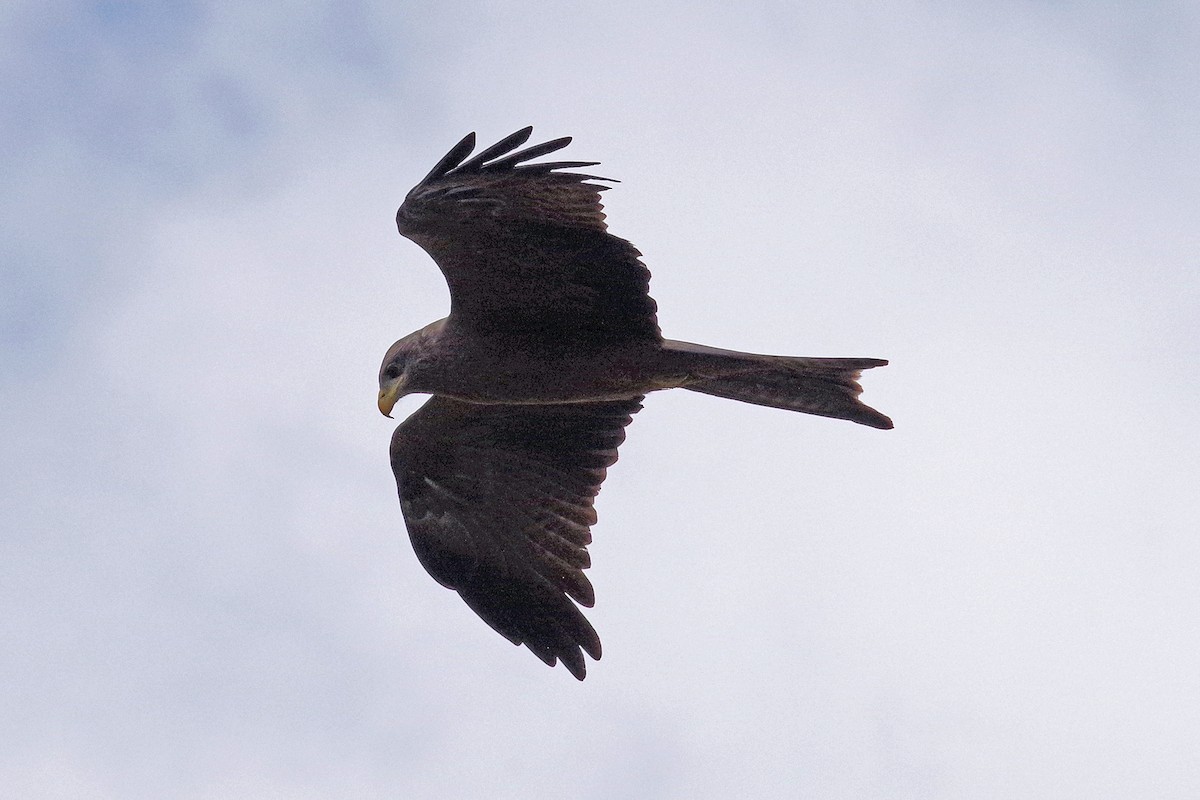 Black Kite - ML385863011