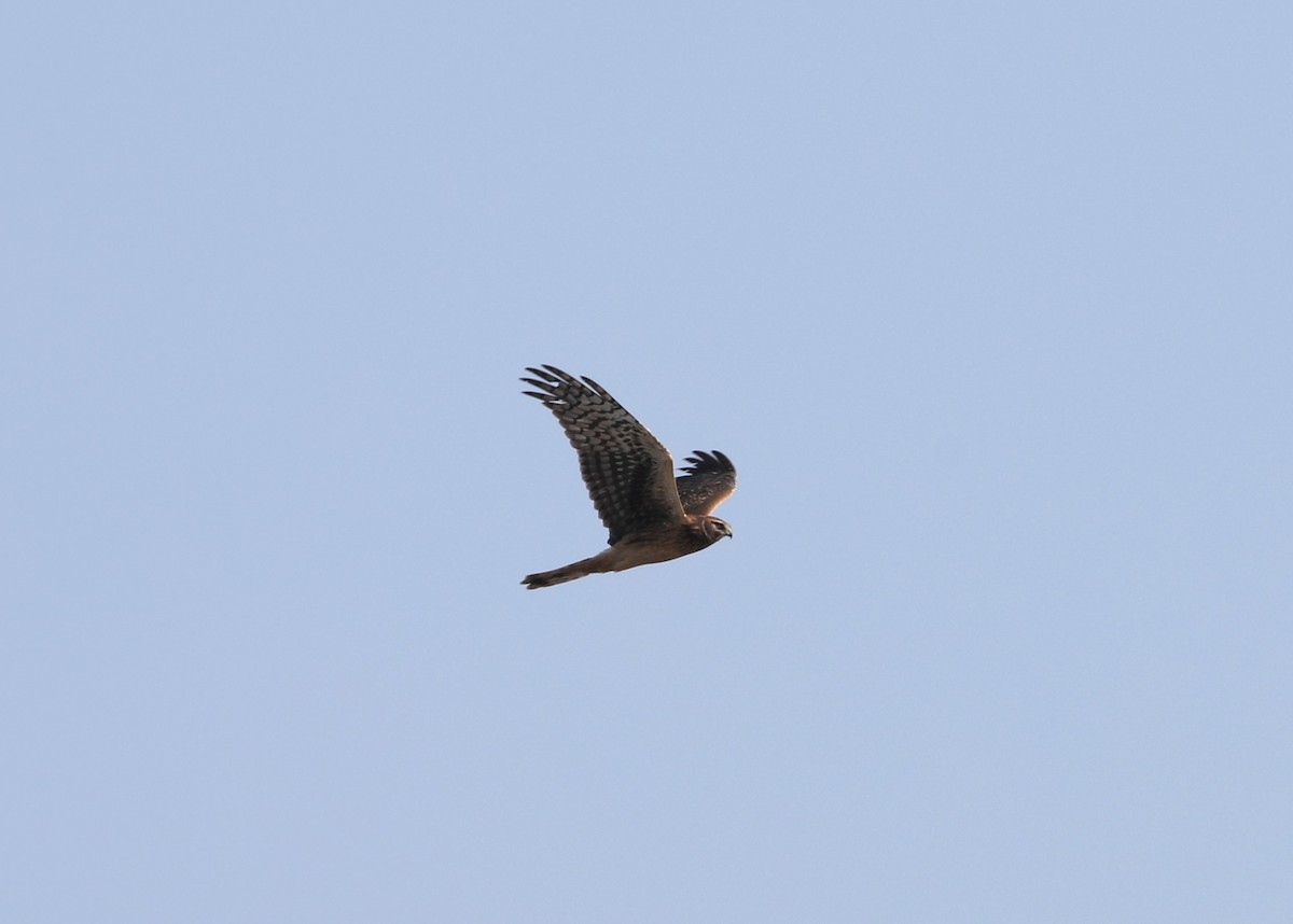 Northern Harrier - ML385863031