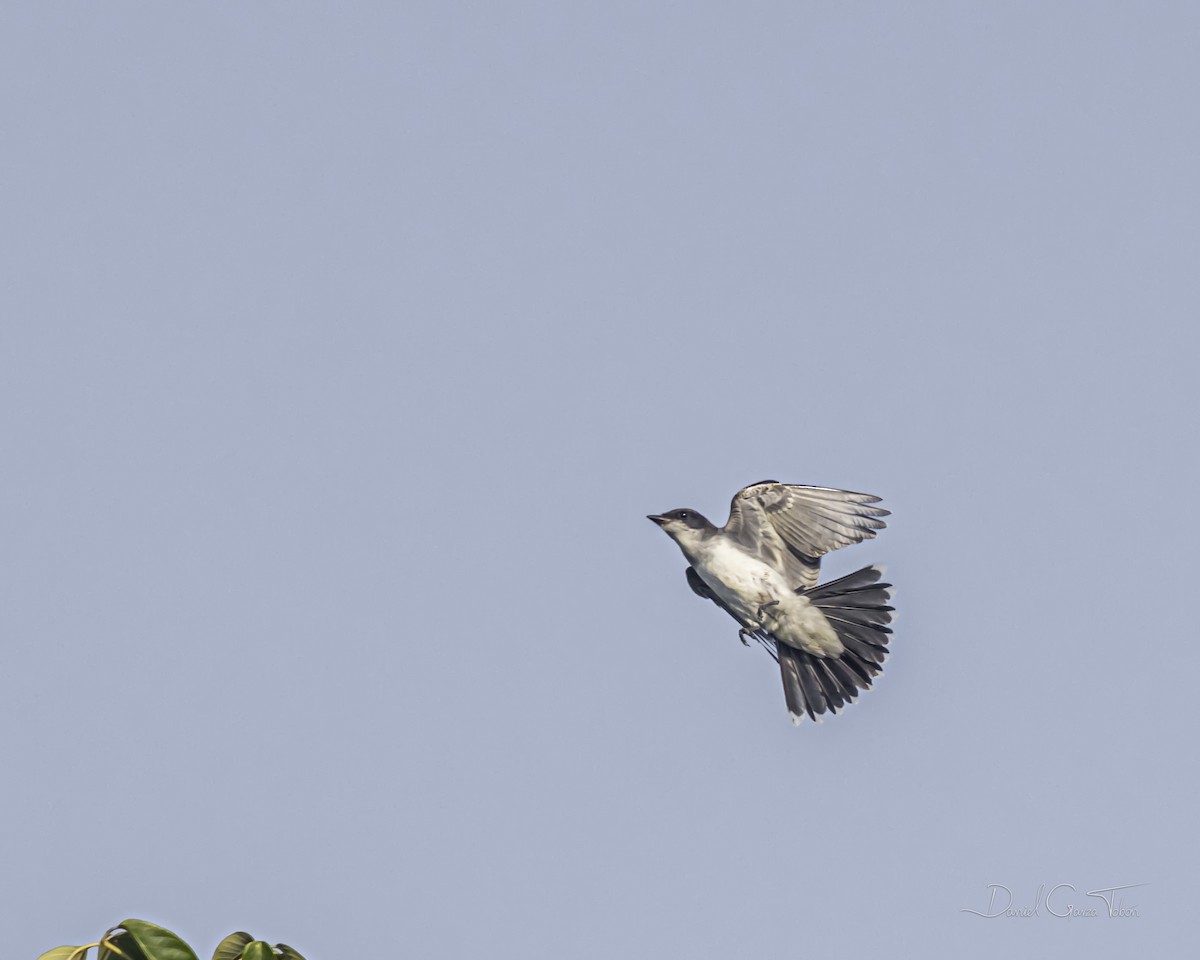 Eastern Kingbird - ML385863041