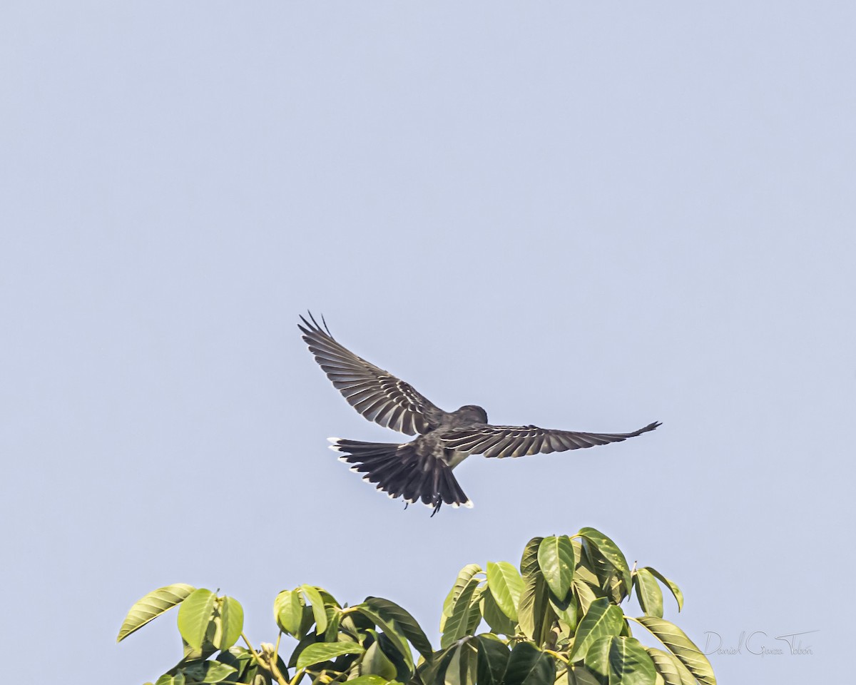 Eastern Kingbird - ML385863051