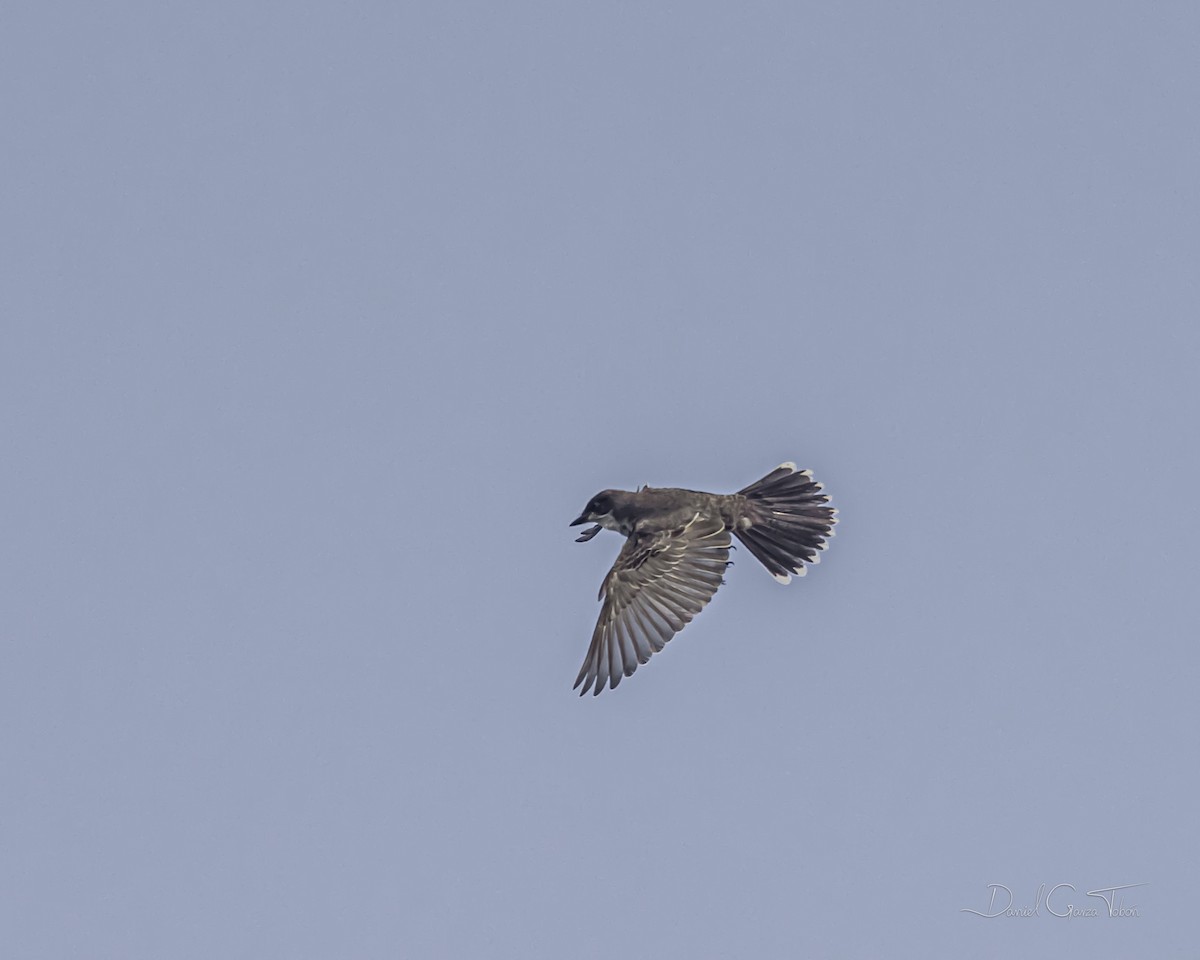 Eastern Kingbird - ML385863061