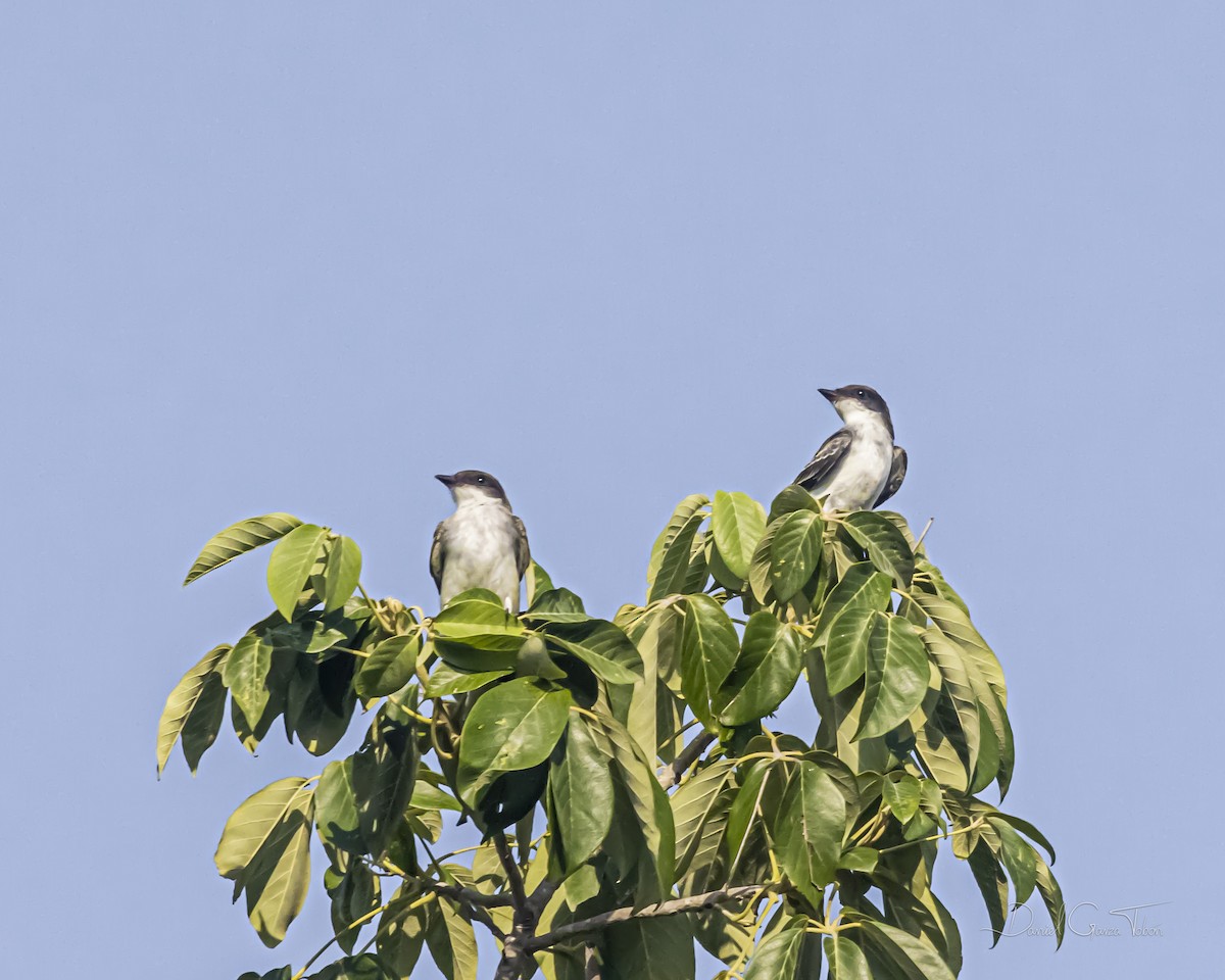 Eastern Kingbird - ML385863071