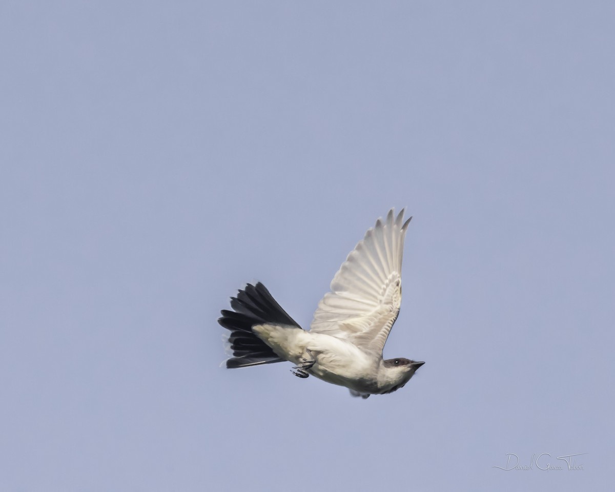 Eastern Kingbird - ML385863081