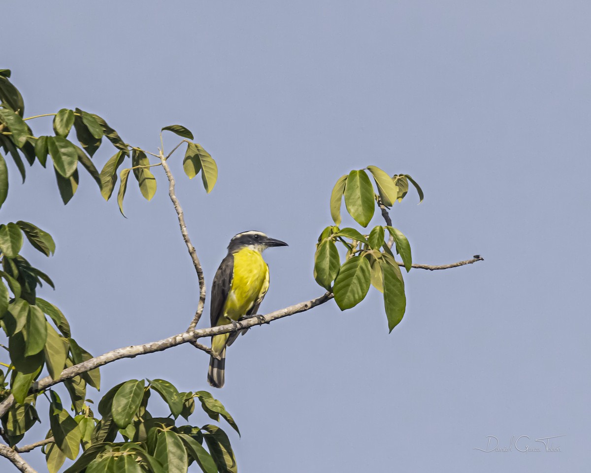 Boat-billed Flycatcher - ML385863201