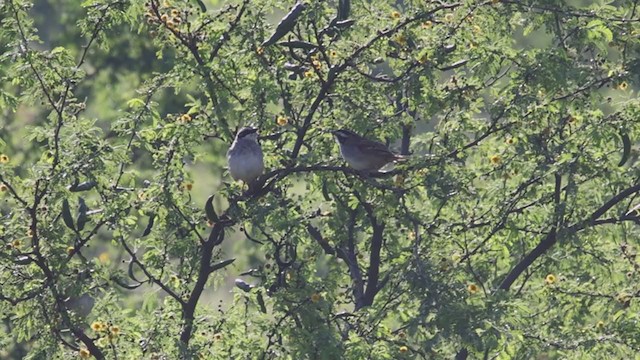 Stripe-headed Sparrow - ML385863291