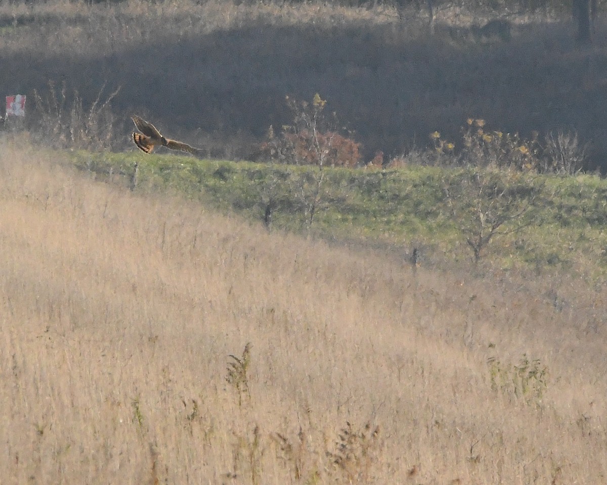 Northern Harrier - ML385864051