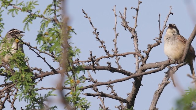 Stripe-headed Sparrow - ML385864231