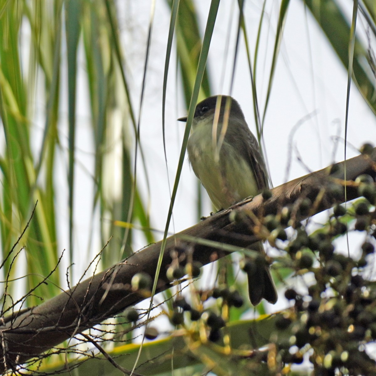 Eastern Phoebe - ML385864641