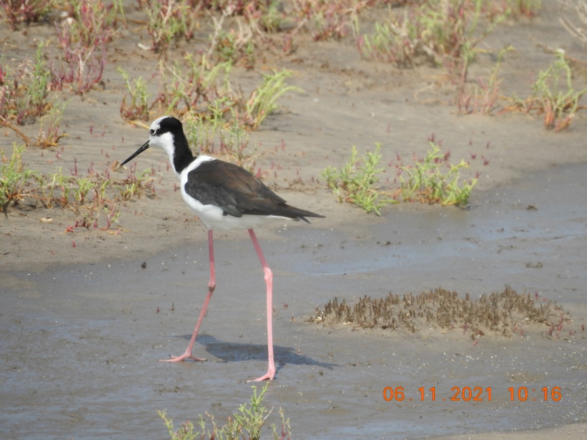 Black-necked Stilt - Carlos Galvan