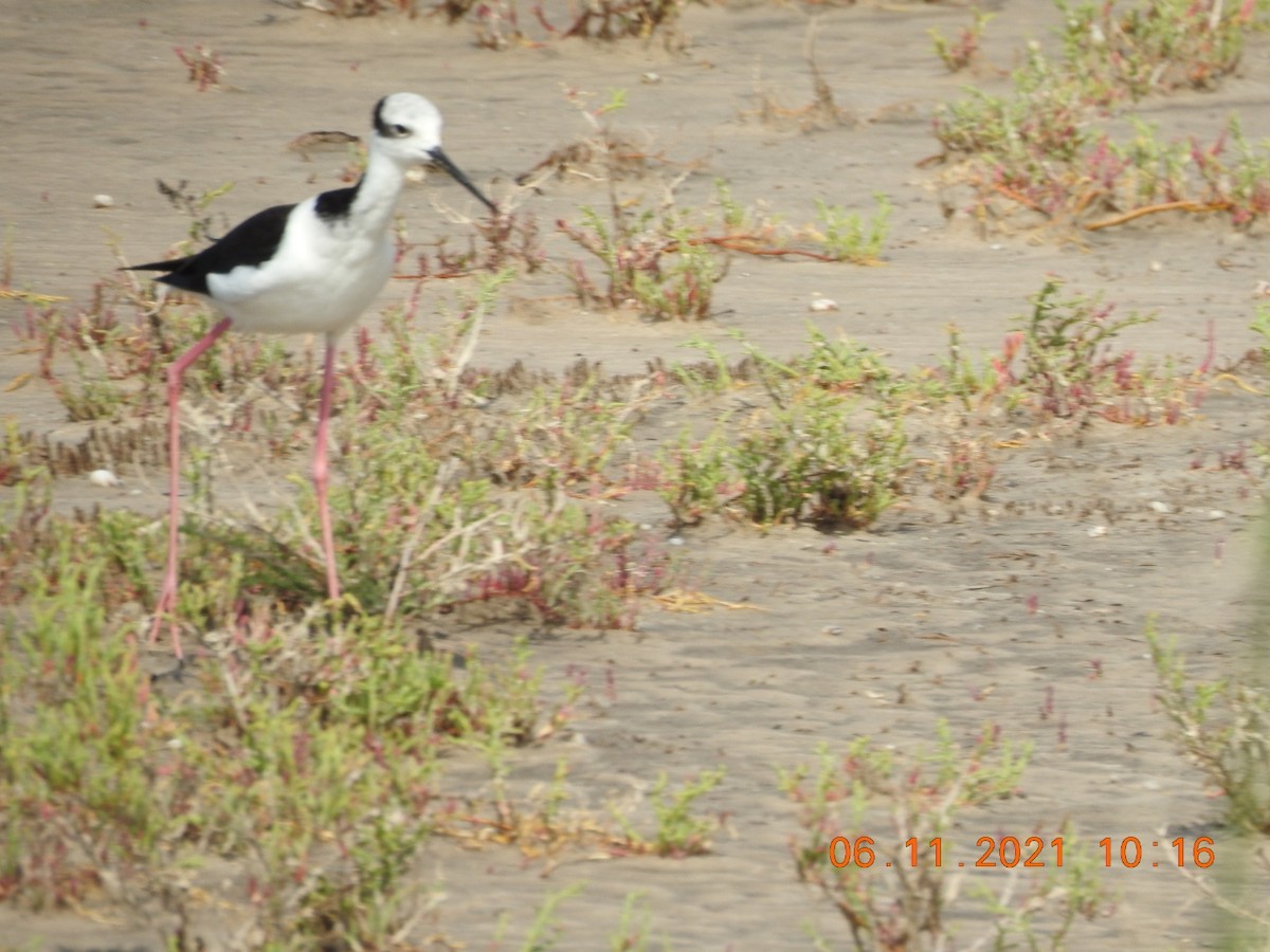 Black-necked Stilt - ML385864871