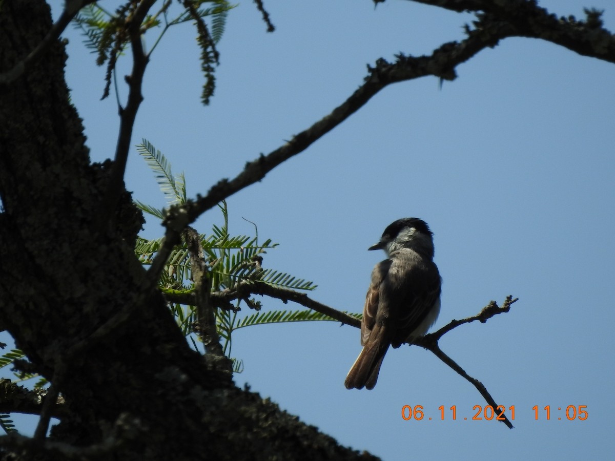 White-naped Xenopsaris - Carlos Galvan