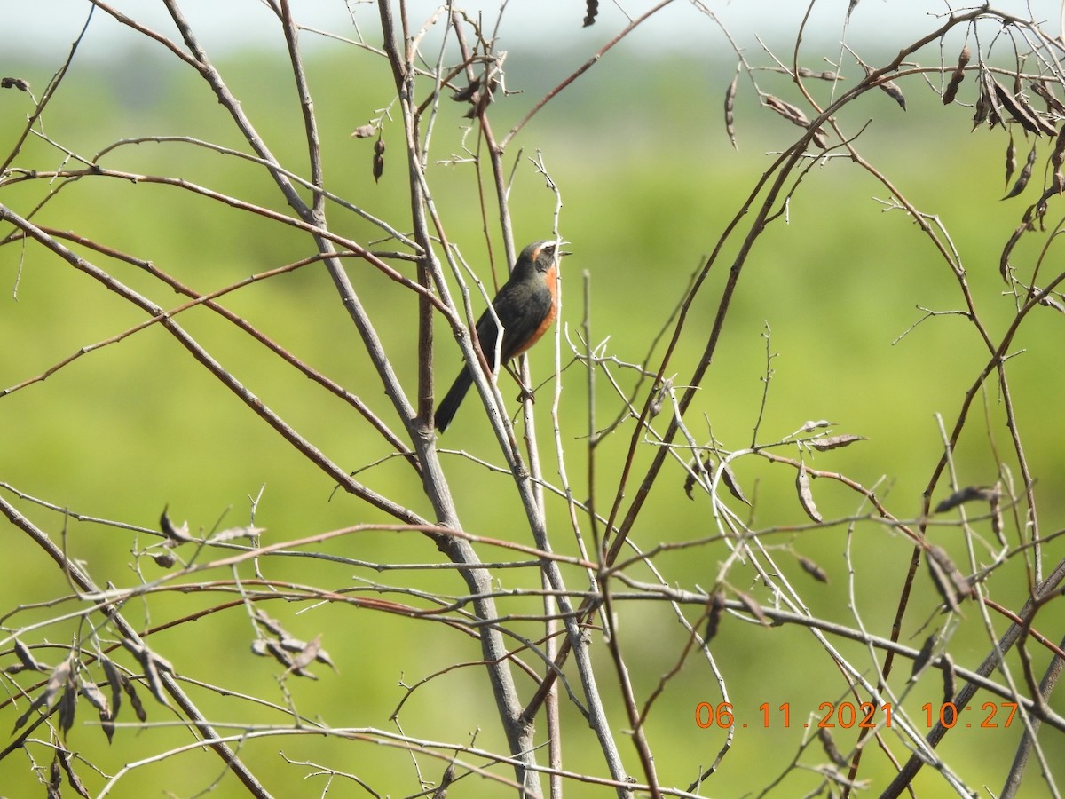 Black-and-rufous Warbling Finch - Carlos Galvan